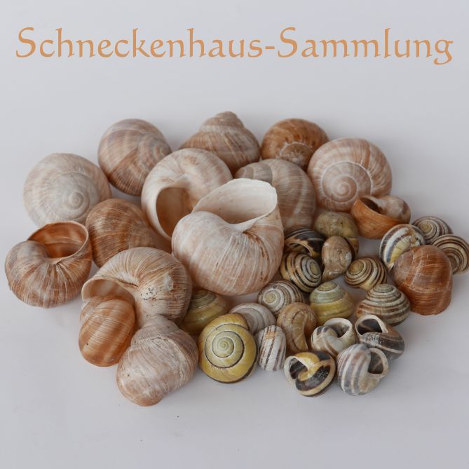 Schneckenhaus-Sammlung